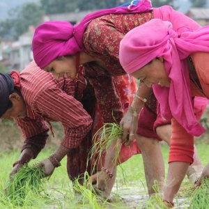 हिलोमा भविष्य रोप्दै नेपाल : असारको रोपाइँ, किसानको आशा र धानको कथा