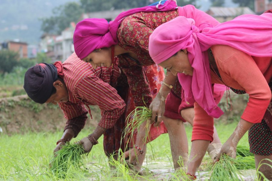 हिलोमा भविष्य रोप्दै नेपाल : असारको रोपाइँ, किसानको आशा र धानको कथा
