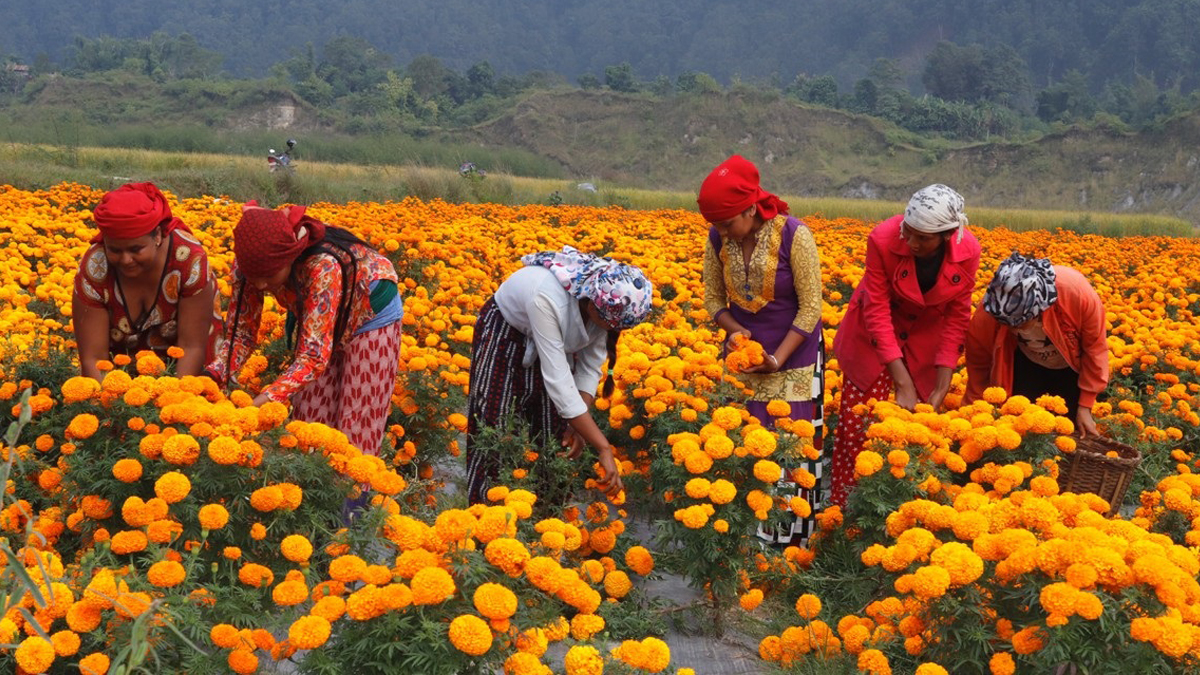 फूल अनी दाजुबहिनीको मिलन गराउने पर्व : तिहार