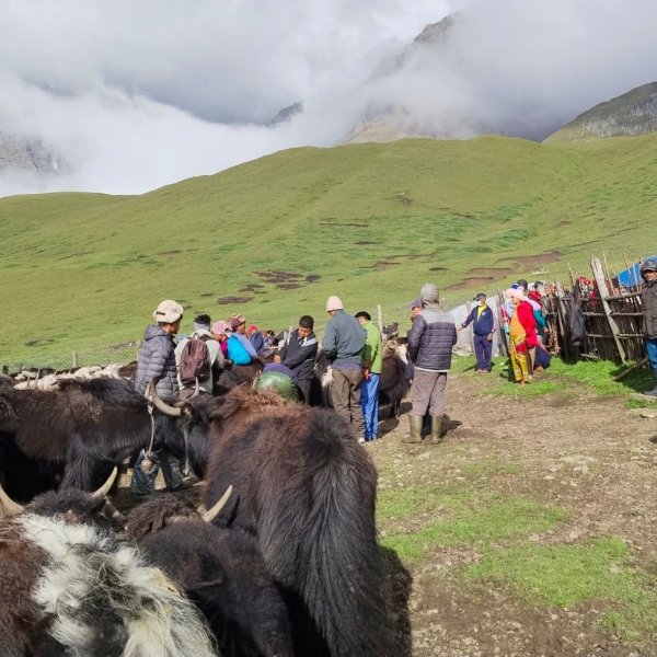‘निको हुने आशाको यात्रा’ : चौँरीको आलो रगत पिउन दिनहुँ सयौँ बिरामी मार्चे लेकमा