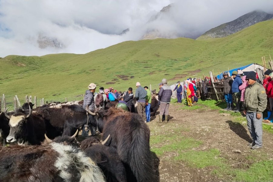 ‘निको हुने आशाको यात्रा’ : चौँरीको आलो रगत पिउन दिनहुँ सयौँ बिरामी मार्चे लेकमा