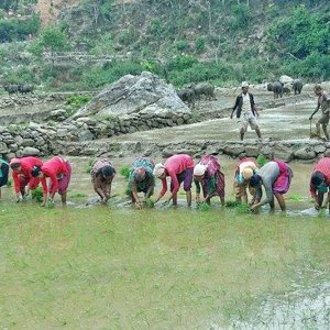 धान दिवसमा आत्मनिर्भरताको नारा, खेतमा विदेशी बिउको भरोसा