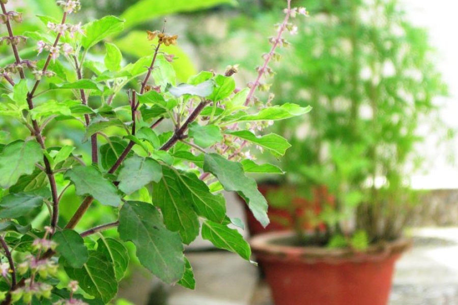 हरिशयनी एकादशी आज, घर–घरमा तुलसी रोपेर चतुर्मास व्रतको शुभारम्भ